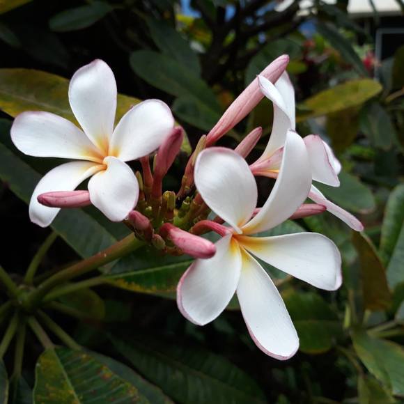 Meet your Posher, Emily - Picture 1 of 1